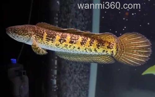 雷龙鱼_3