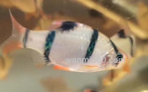 虎皮鱼_2