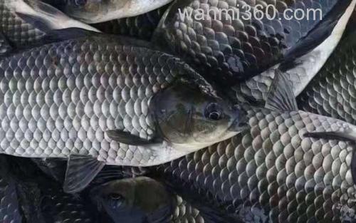 彭泽鲫_1
