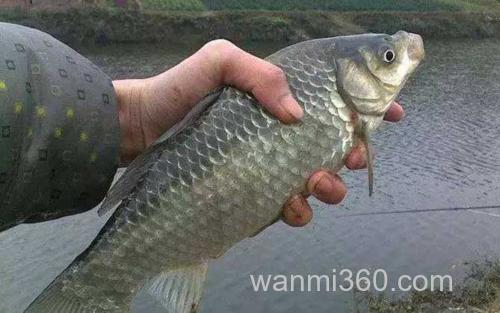 大板鲫_3