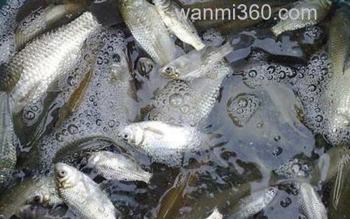 钓鲫鱼_1