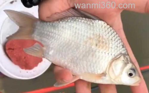 高背鲫_0
