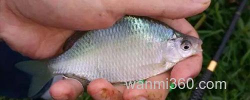 鳑鲏鱼_0
