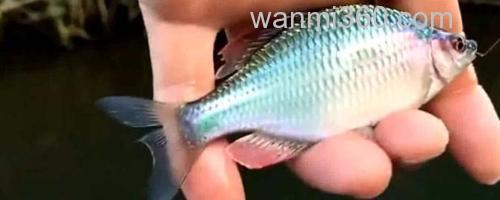 鳑鲏鱼_0