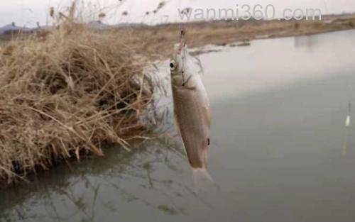 水库钓鲫鱼_2