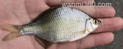 鳑鲏鱼_0