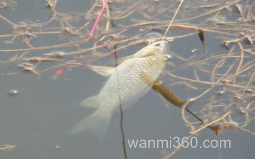 钓大鲫鱼_3