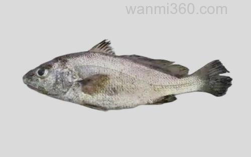 斑鳍叫姑鱼_0