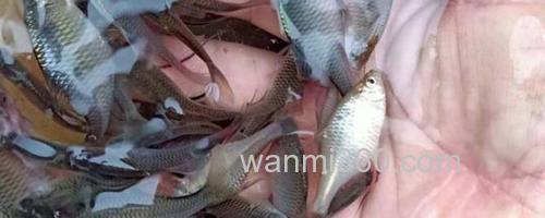 鳑鲏鱼_0