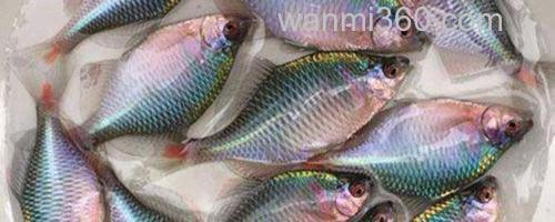 鳑鲏鱼_0