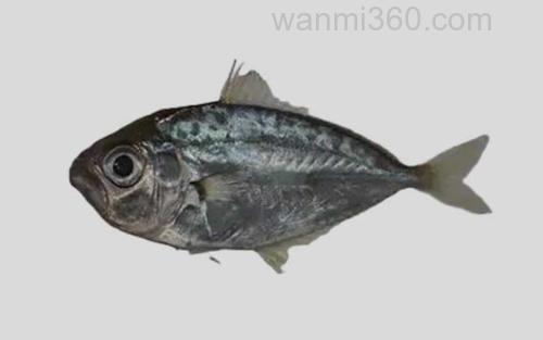 小牙鲾_0