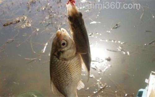 红虫钓鱼_1