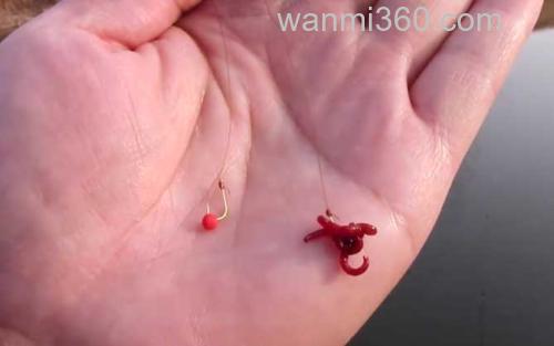 红虫钓鲫鱼_3
