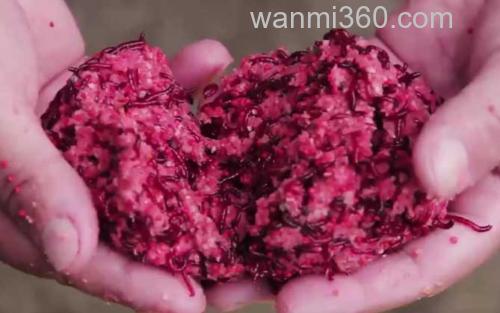 红虫钓鲫鱼_1