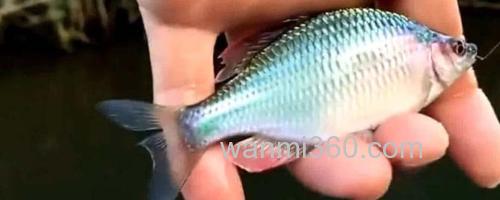 鳑鲏鱼_0