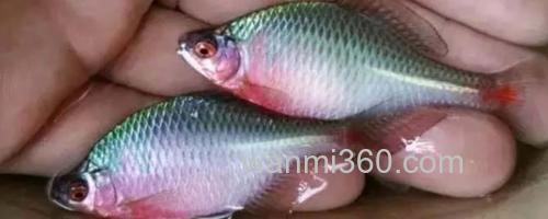 鳑鲏鱼_0