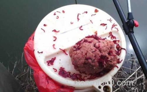 红虫钓鲫鱼_2