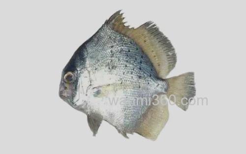 斑点鸡笼鲳_0