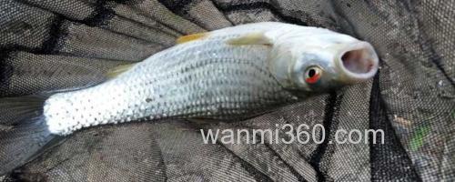红眼鳟鱼_0