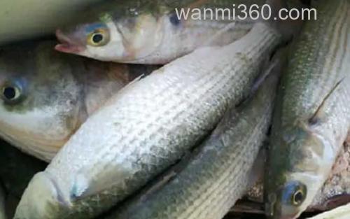 鲻鱼_0
