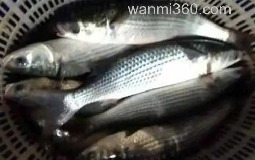 鲻鱼_2