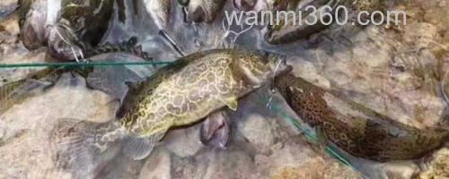 鳜鱼_0