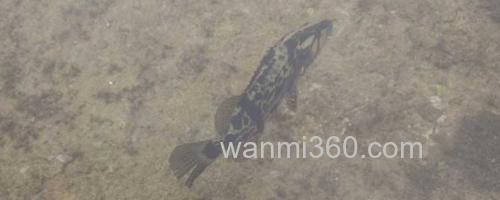 鳜鱼_0