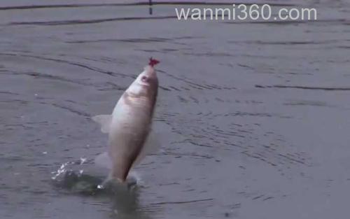 鲫鱼_2