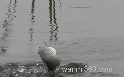 钓鱼_3
