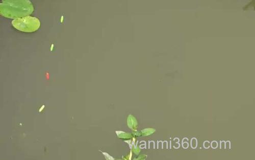 初秋钓鱼_0