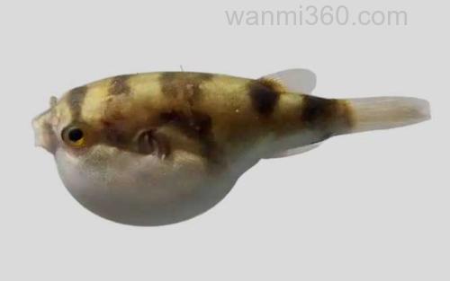 点条方头鲀_0