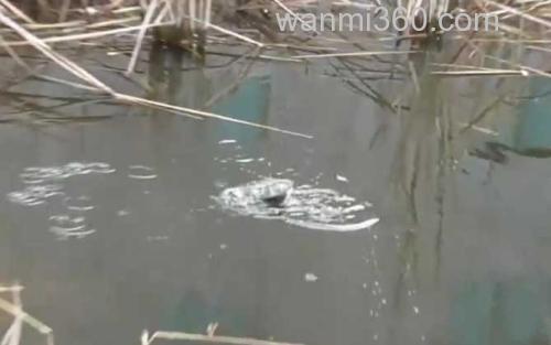 钓鱼_3