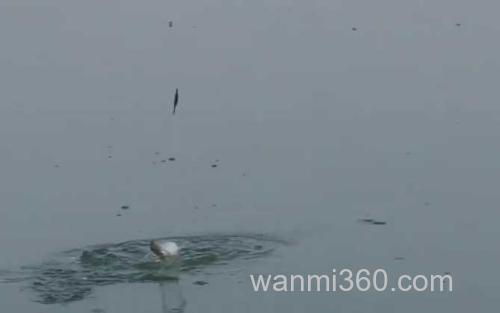 白条鱼_3