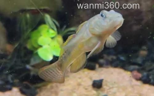 鰕虎鱼_1