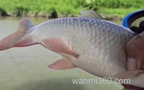 泰鲮鱼_0