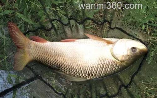 泰鲮鱼_1