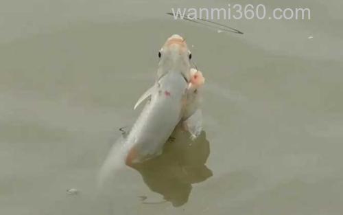 土鲮鱼_3