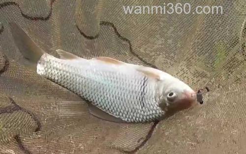 鲮鱼_5