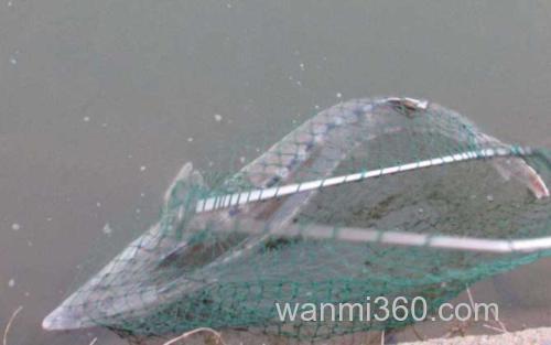 钓鲟鱼_0