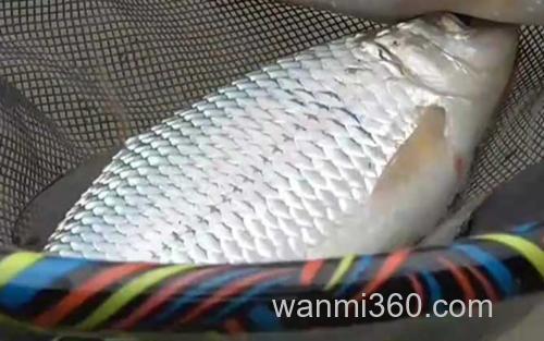 土鲮_4