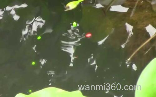 秋季钓鱼_1