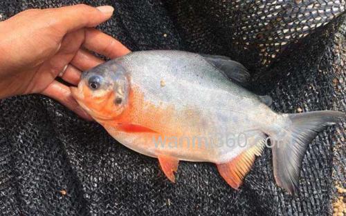 淡水白鲳_3