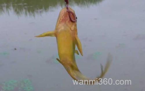 昂刺鱼_3