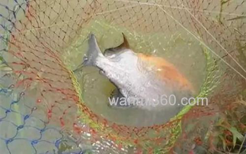 淡水白鲳_1