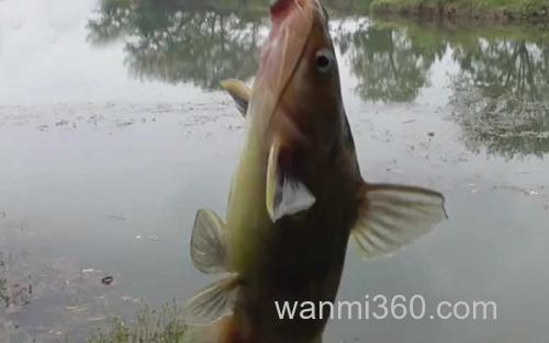 黄颡鱼_4