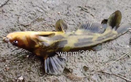 黄骨鱼_2