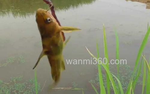 黄颡鱼_0