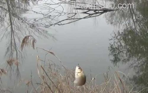 十一月钓鱼_2