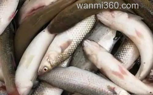 鲻鱼_0