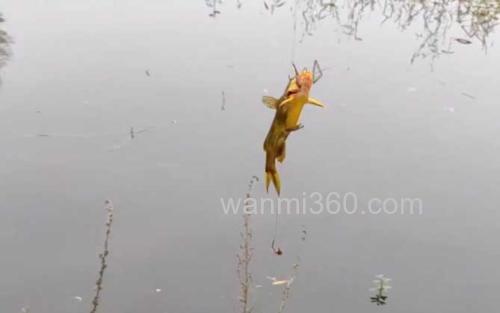黄骨鱼_2